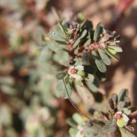Euphorbia rosea Retz.